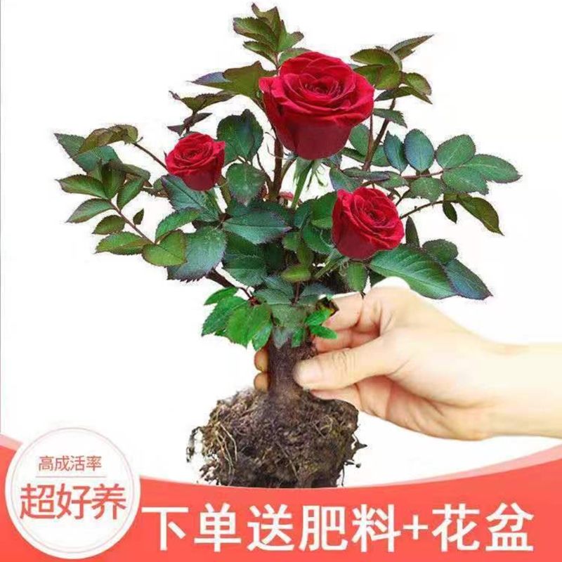 红玫瑰【四季开花】2颗 8年苗,12.7