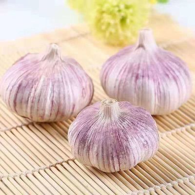 大蒜新鲜紫皮蒜精选大蒜鲜蒜腌制糖醋蒜批发2-10斤农家蔬菜【9月2日发完】18.99元