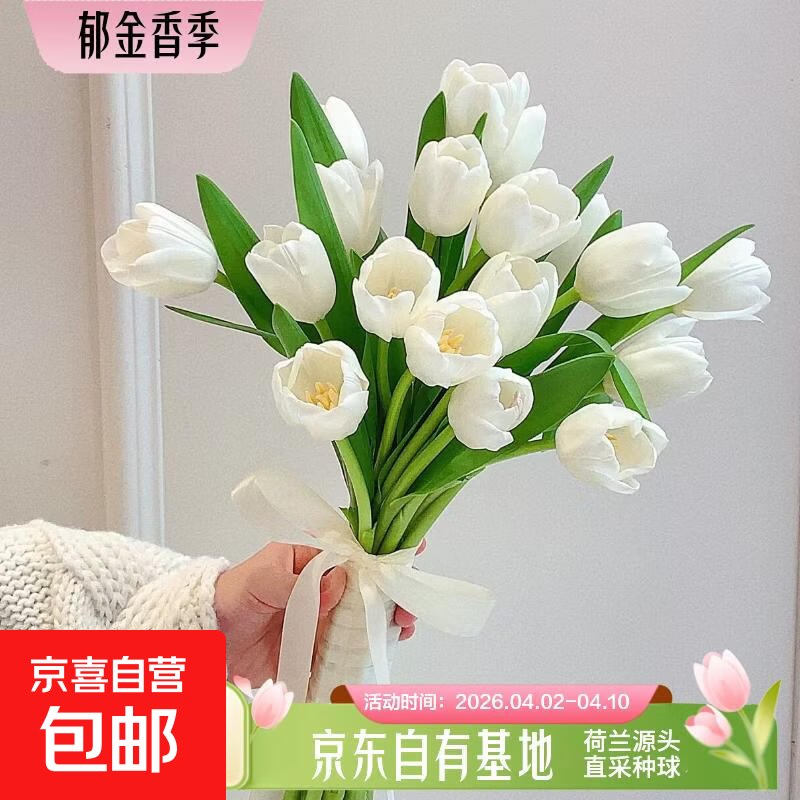 【京喜自营】郁金香鲜花車！7.9元 珍珠白郁金香 10枝