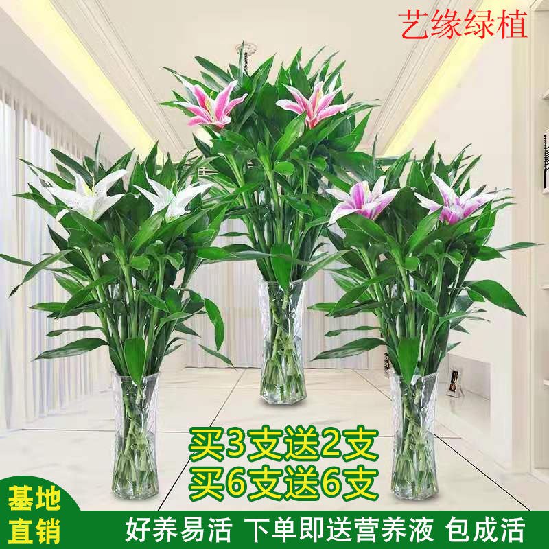 富贵竹花水养水培植物净化空气客厅观音竹绿植花卉盆栽室内转运竹，2.7元