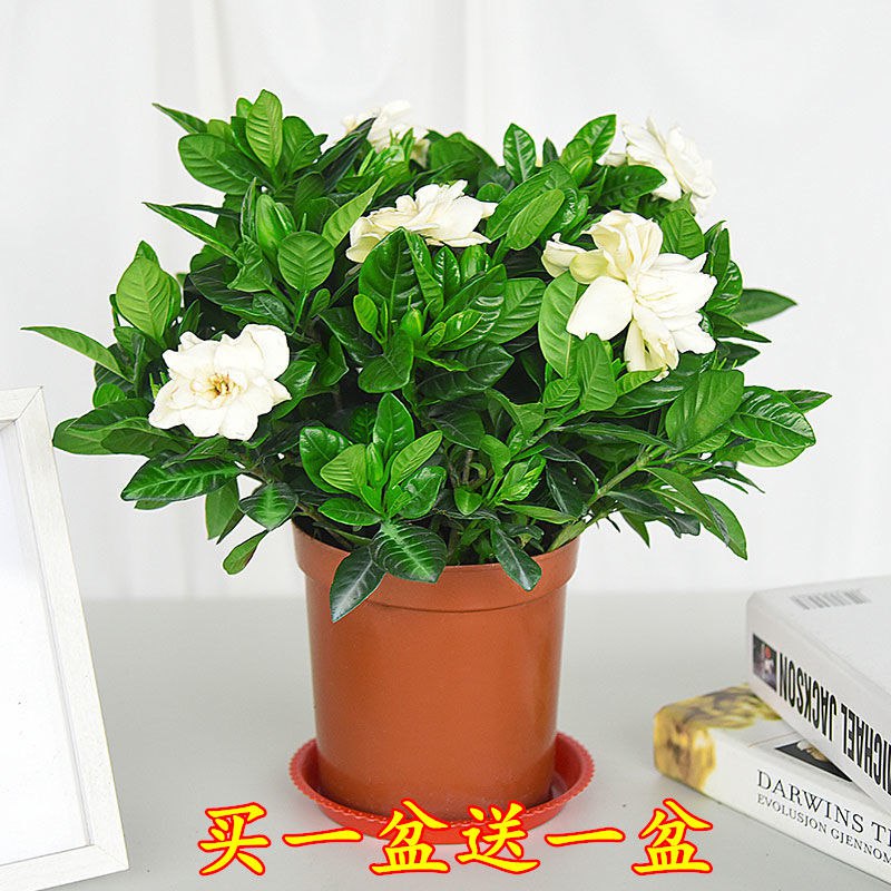 大盆栀子花带花苞【送小盆栀子花】