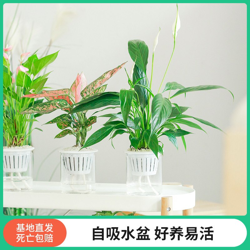 6.9元拍下绿植室内盆栽花卉(xjJzckvMtDI)/