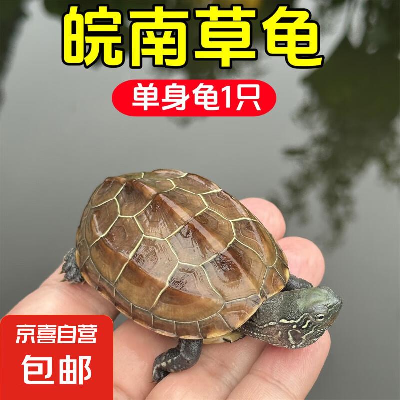 京喜拼团0.1，自辩小草龟赠龟粮 2-3厘米