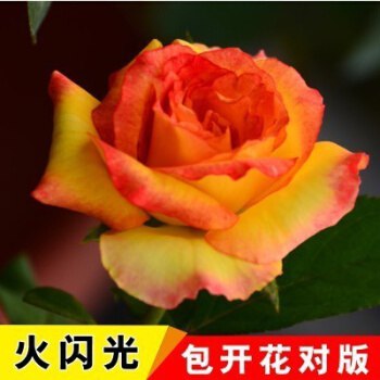玫瑰花苗盆栽（送盆+速效肥料+生根粉）六棵装