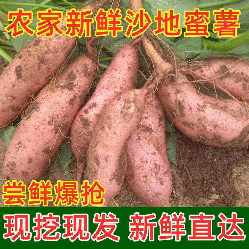 河南开封沙地红薯新鲜现挖自种5斤10斤软香绵甜蜜薯地瓜番薯地瓜4.9元