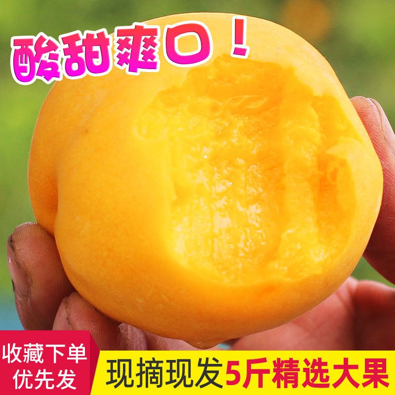 【顺丰包邮】 黄桃水果新鲜桃子水果现摘现发5斤包邮应季酸甜黄桃14.9元