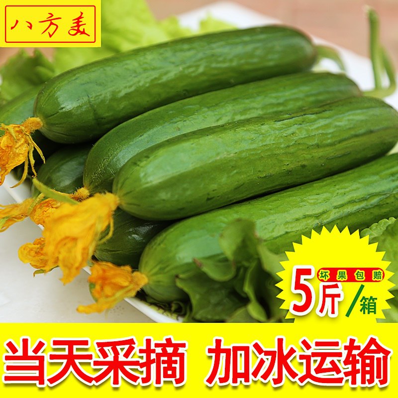寿光水果黄瓜产地种植现摘5斤  (F9Q5c3X91Qg)   16.99元