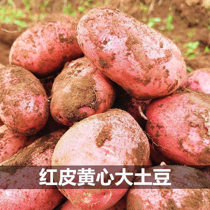 云南新鲜蔬菜现挖红皮黄心小土豆10/1斤新鲜农家马铃薯土豆洋芋3.9元