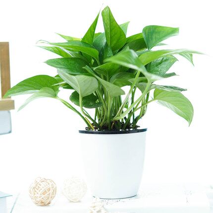 室内吸甲醛植物盆栽 【多种盆栽可选】    券后6.8元起包邮 (P2wq1qb066A)