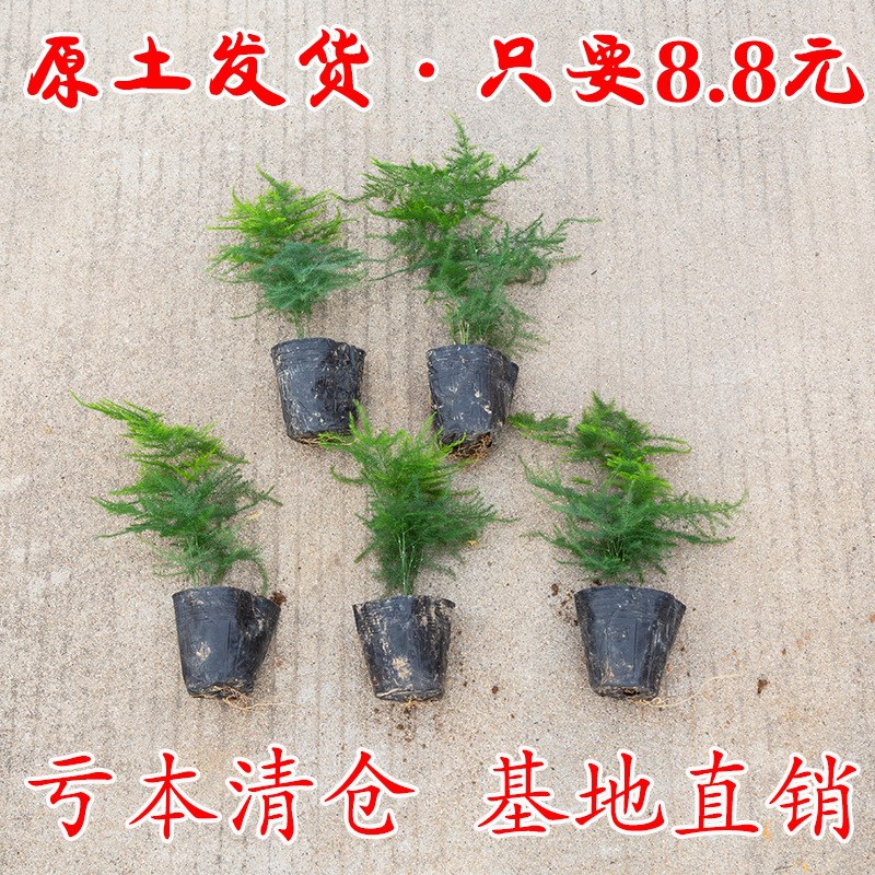 文竹盆栽  1.9    