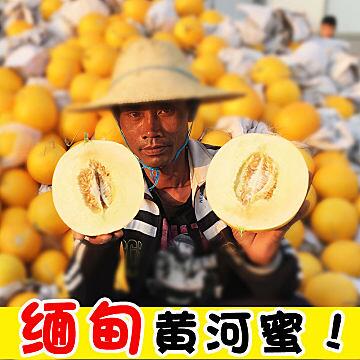 缅甸黄河蜜瓜大甜瓜10斤 (S72g1SHGnZj)    23.9元微信公众号：科技花