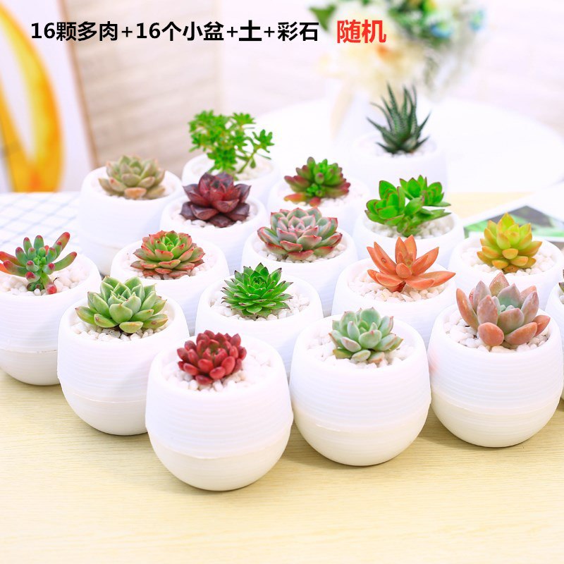 【新品促销】精品多肉植物 16颗+16小盆+土+彩石  15.8得！  