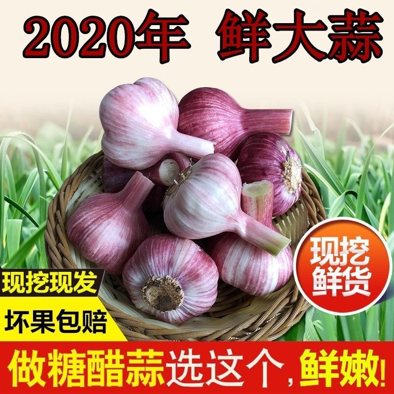 精选5斤紫皮大蒜5.9！