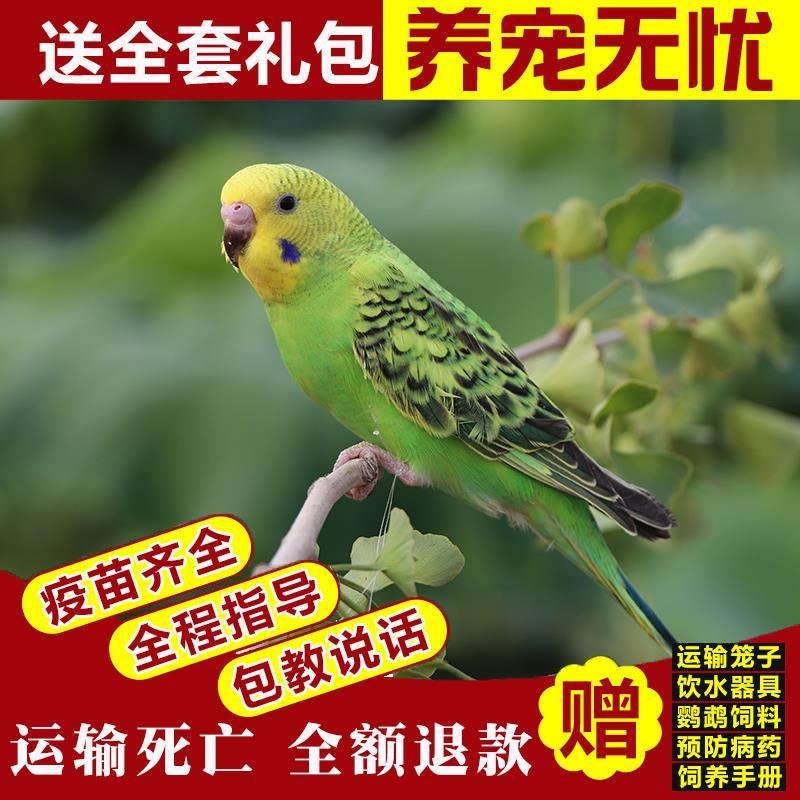又有了 想要的看看自己凑津贴还能便宜2元倒数第四个选项 虎皮鹦鹉 (0sRy1yP20Bi)