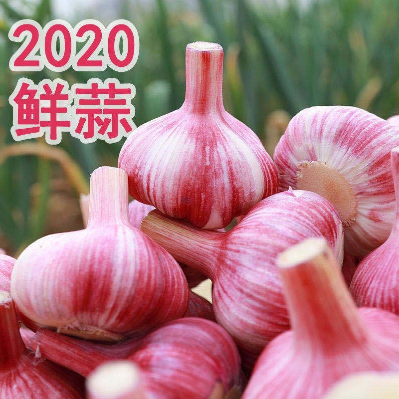 农家紫皮大蒜5斤5.9，冲鸭！