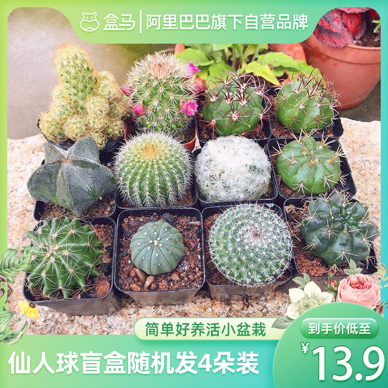 13.9亓 【盒马】仙人球盲盒4朵盆栽(qpRP2NfJica)/