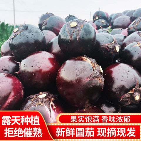 现摘新鲜圆茄子5斤紫皮新鲜蔬菜农家当季蔬菜茄子绿色天然包邮5.9元