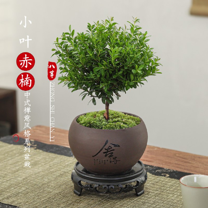 【八芽】园艺盆栽合集！①8.8元 小叶赤楠舍得紫砂盆