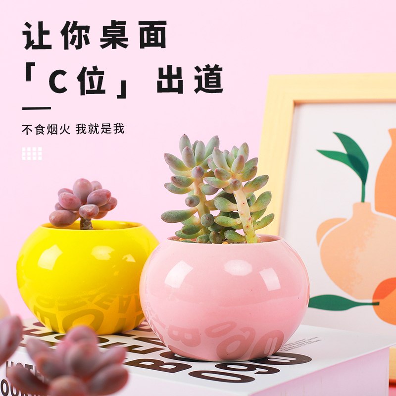 0点后下单 先领券 7.9元可爱盆栽多肉植物含盆带土(L0uvX0EuAce)/  最近这种盆栽要的人挺多的