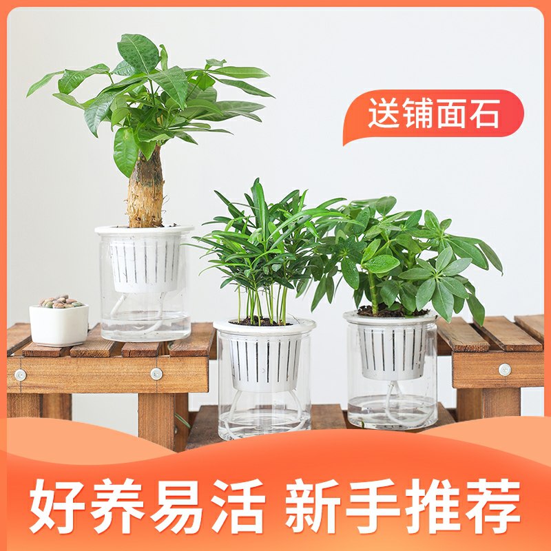 6.9元拍下多种可选绿植室内盆栽花卉(eOlZcSG5sw6)/