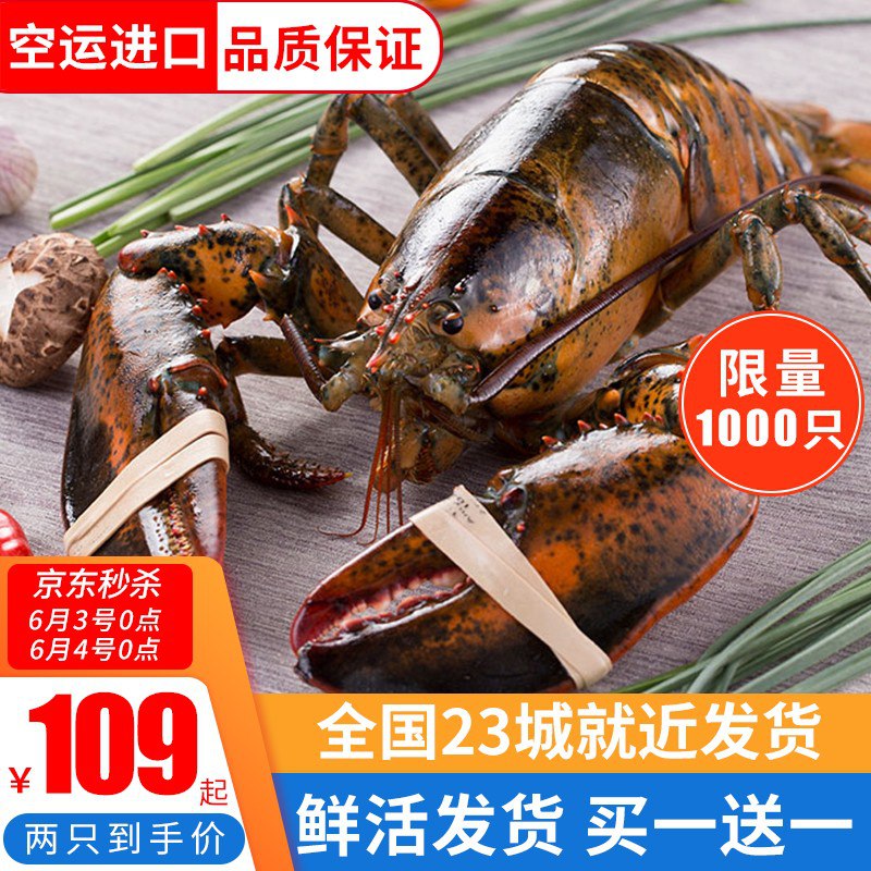 秒杀！鲜活波士顿大龙虾2只109！！最后300只，先到先得，死了包赔！