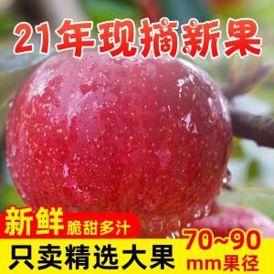 14.9【苹小二旗舰店】陕西红富士冰糖心苹果5斤(bPShXFYeUM2)/ JD红包：