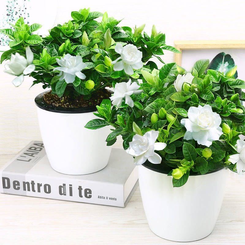 【大盆栀子花带花苞发货】栀子花盆栽室内花卉清香绿植桌面绿植，0.5元