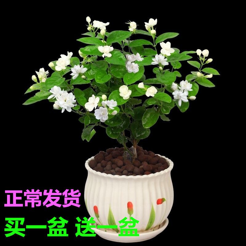 茉莉花苗六年苗送肥料生根粉
