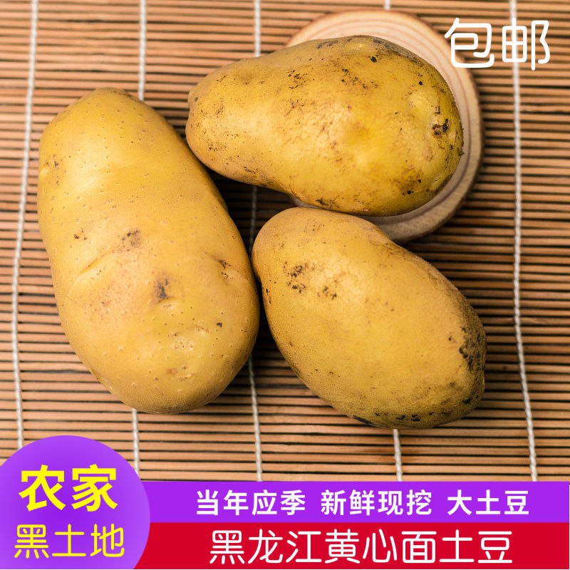 土豆黑龙江黄心土豆新鲜马铃薯东北面土豆农家自种现挖烂了包赔4.83元