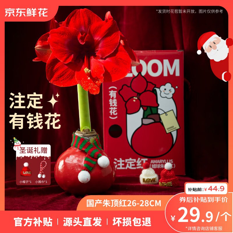 29.9元【自营】京东鲜花 朱顶红礼盒版26-28cm