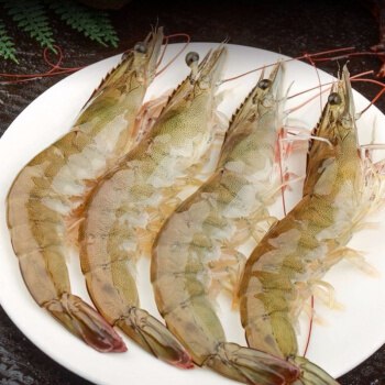 新鲜海鲜冷冻白虾 1400g