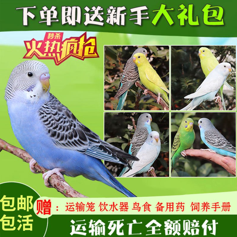 先领券0点下单12.8亓起虎皮鹦鹉会说话活鸟宠物  (AHTY1xwrKNl)