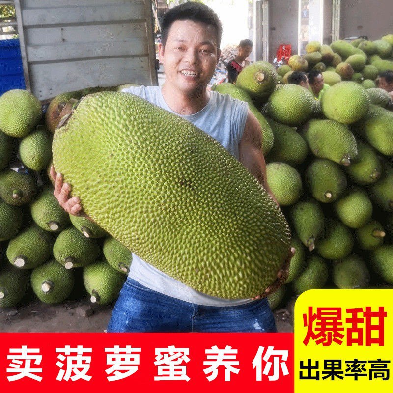 海南现摘菠萝蜜18-21斤68.8  折合一斤3.2，超市一斤8快，喜欢吃别错过了！