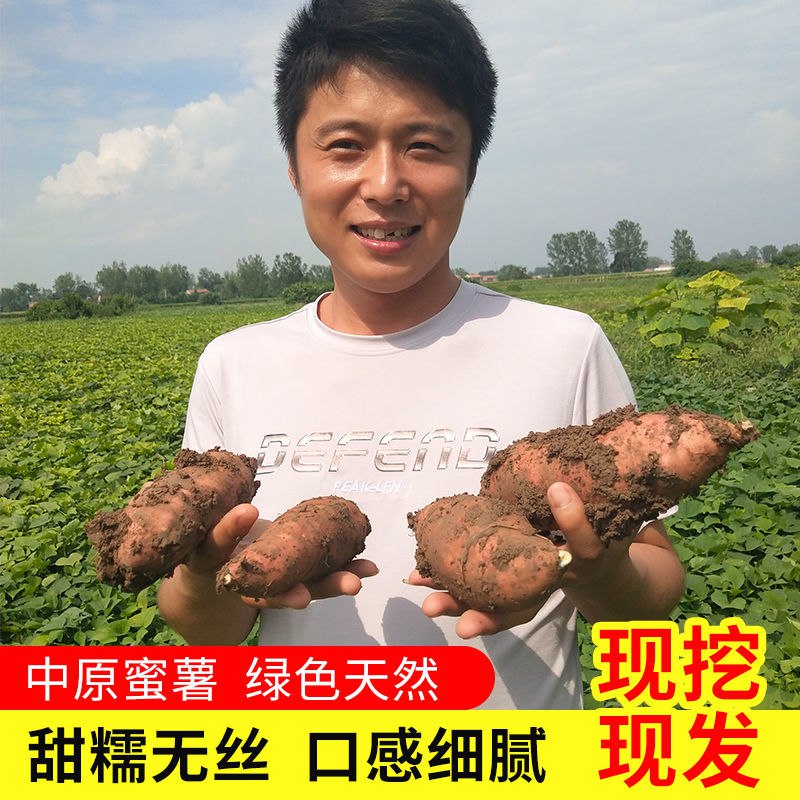 红薯新鲜现挖现发甜糯无丝番薯地瓜黄心精选2斤农家种植非板栗