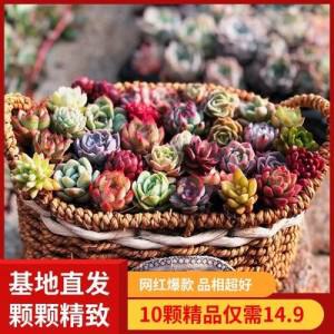 9.9元 【带花盆】含土多肉植物10盆)UA8wdMq9ewB)/ CZ11//
