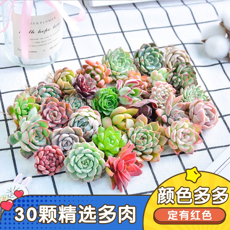 拍下变价  8.8元多肉植物组合10颗  (7zwVcVjWag8)