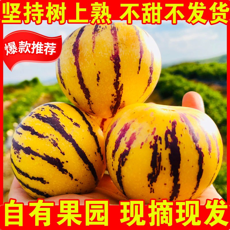 【香甜】云南石林人参果5/10/3斤水果新鲜应季水果批发人生果圆果