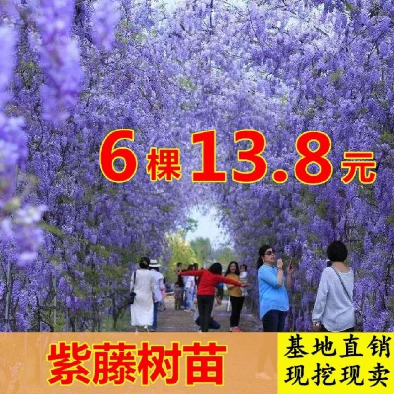 紫藤树苗爬藤植物庭院阳台围墙四季开花盆栽绿植攀援花卉紫藤苗木，0.88元